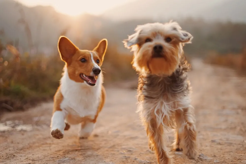 Momento de cariño con un perro